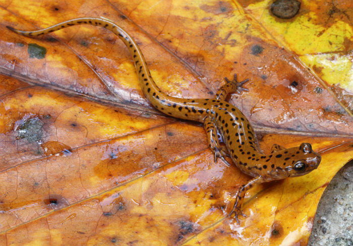 Cave Salamander